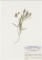 藏品(歐山黧豆)的圖片